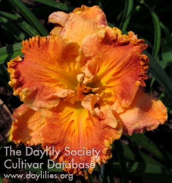 Daylily Indigenous Expressions